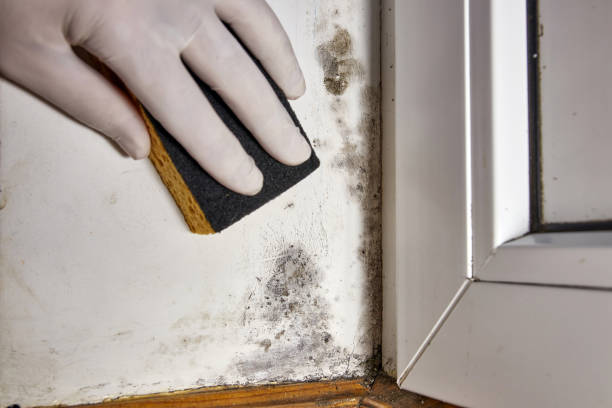 Best Asbestos and Lead Testing During Mold Inspection  in Grand Saline, TX