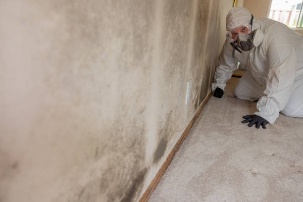 Best Mold Prevention Services  in Grand Saline, TX